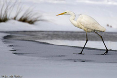 Silberreiher  - Zum Vergroessern klicken!